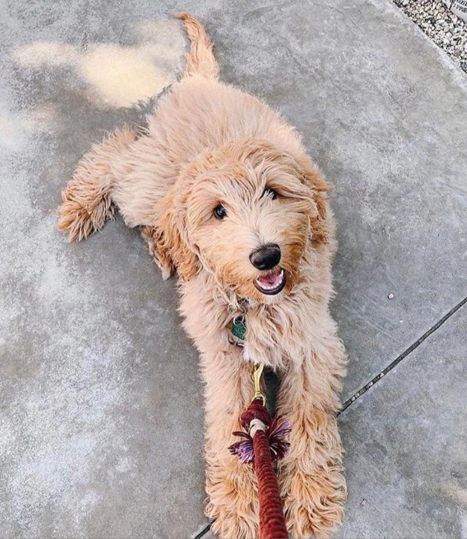 ROPE LEASH - PRIMROSE