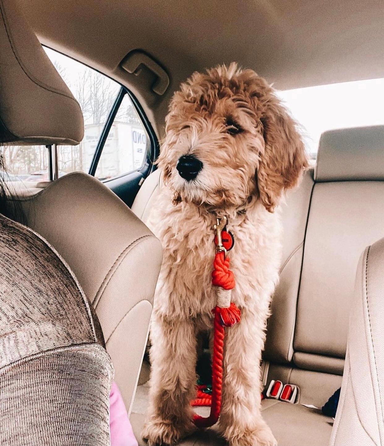 ROPE LEASH - SPRINKLES