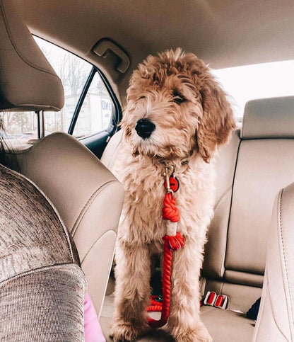 ROPE LEASH - SPRINKLES