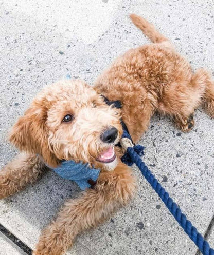 ROPE LEASH - SPRINKLES