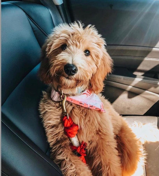 ROPE LEASH - SUNNY DAZE